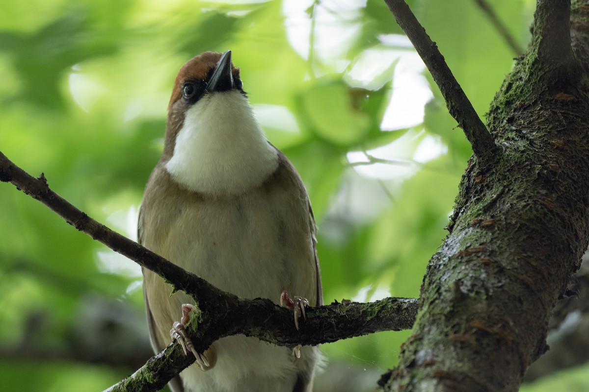 Rufous-crowned Laughingthrush - ML623532566