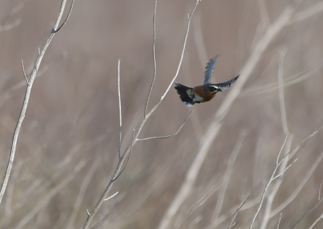 Black-and-rufous Warbling Finch - ML623532570