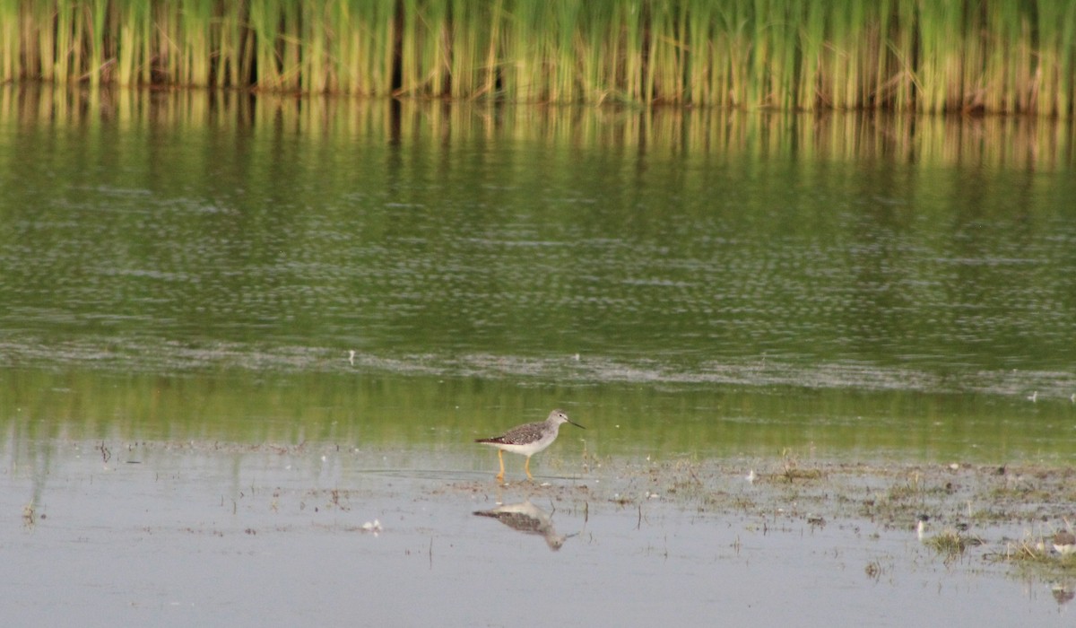 Lesser Yellowlegs - ML623532580