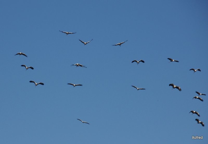 Wood Stork - ML623532600