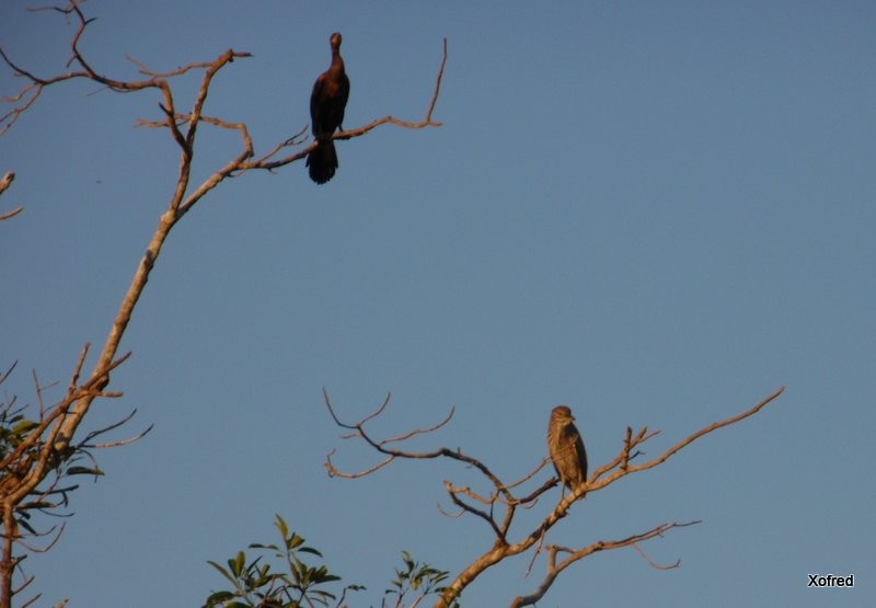 Neotropic Cormorant - ML623532607