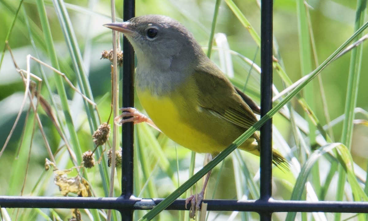 Mourning Warbler - ML623532612