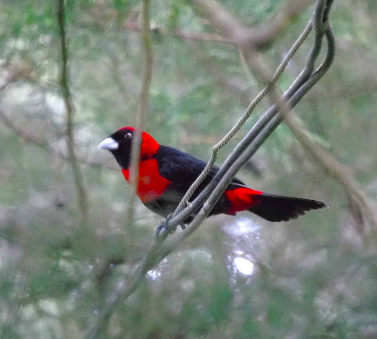 Crimson-collared Tanager - Ariel  Salinas