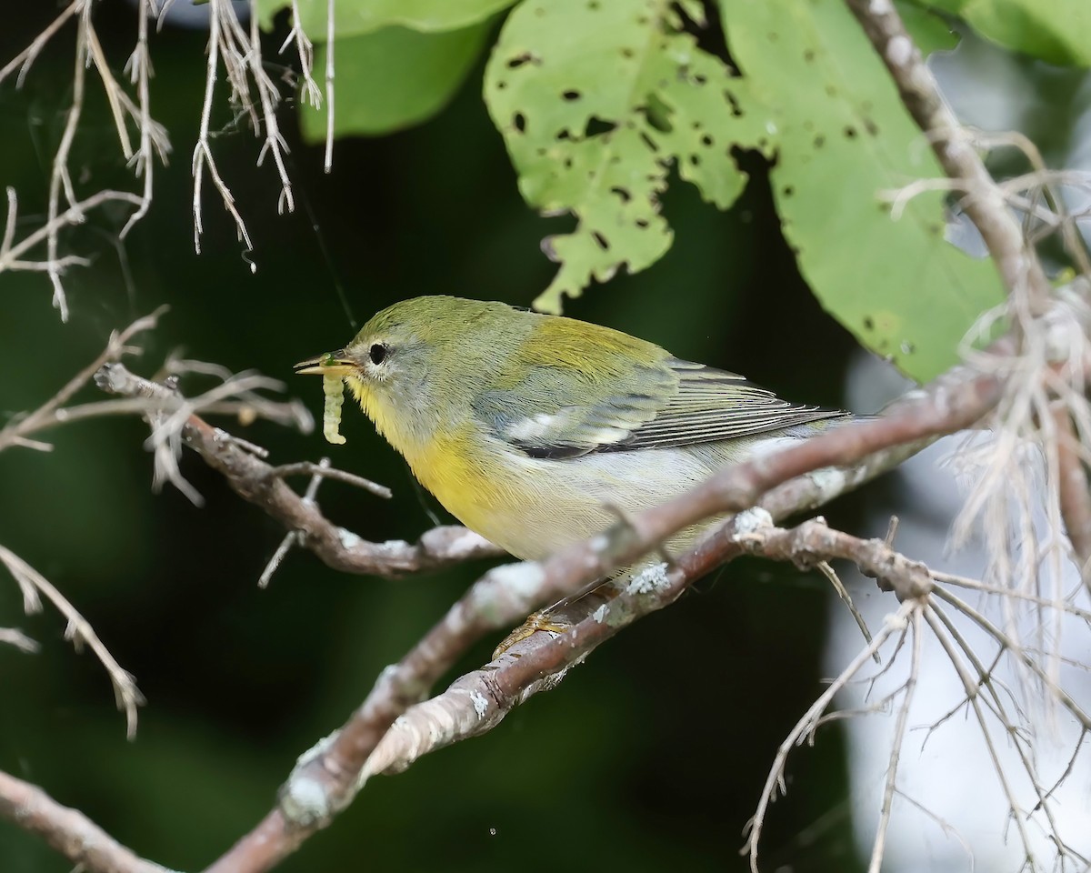Northern Parula - ML623532630