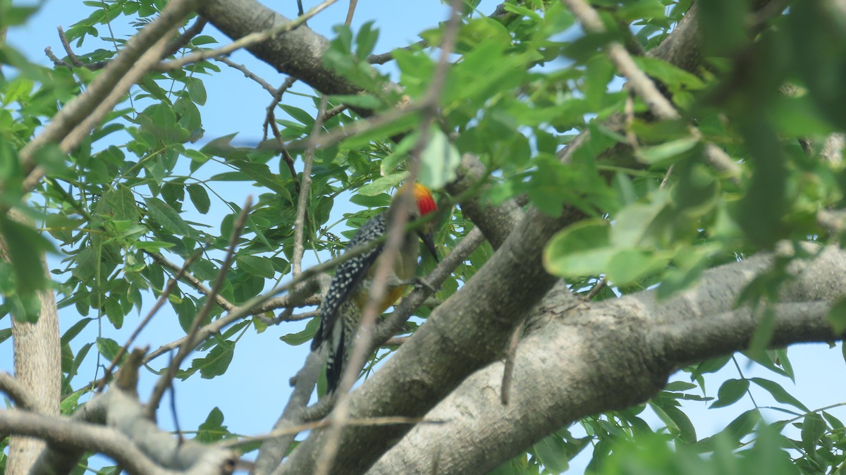 Hoffmann's Woodpecker - ML623532632