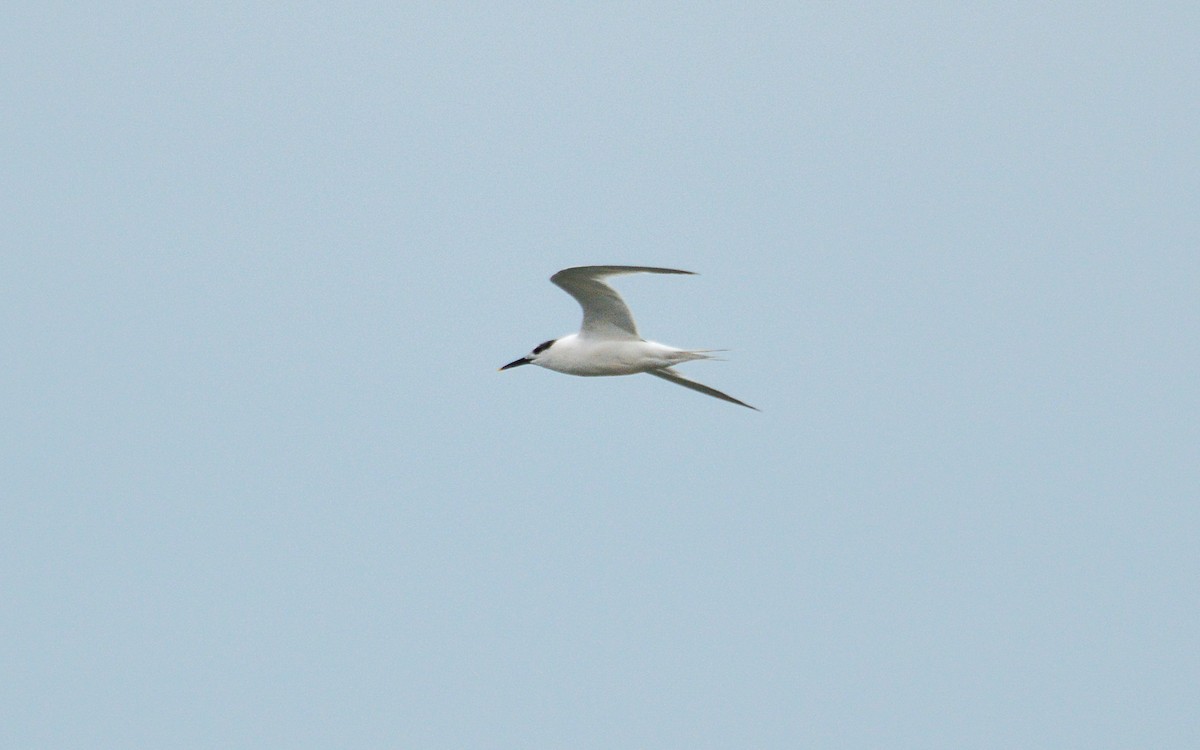Sandwich Tern - ML623532635