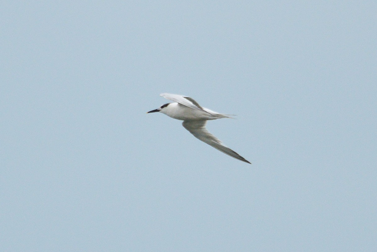 Sandwich Tern - ML623532636