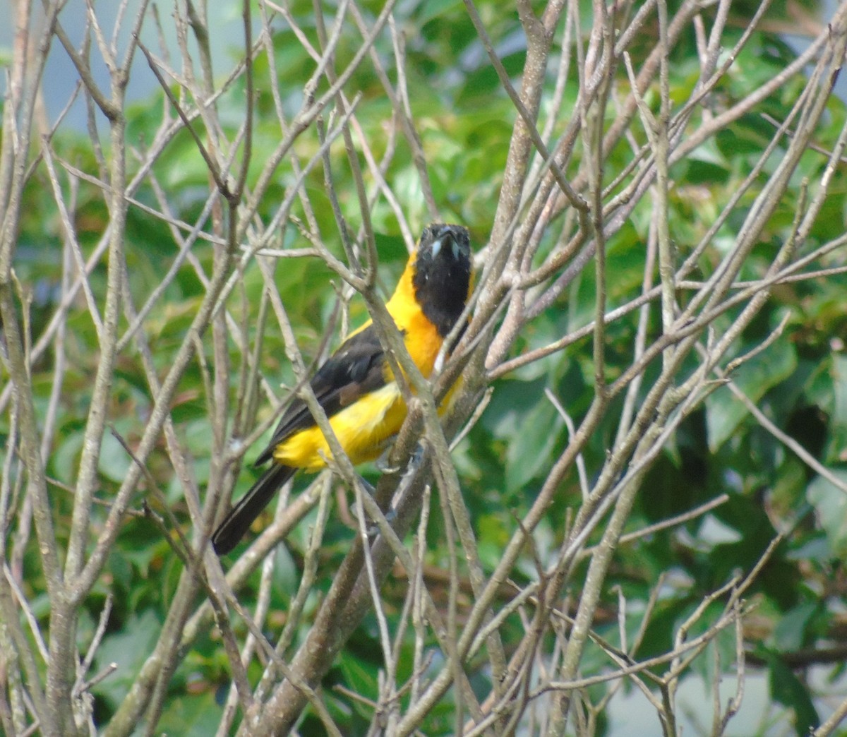 Yellow-backed Oriole - ML623532639