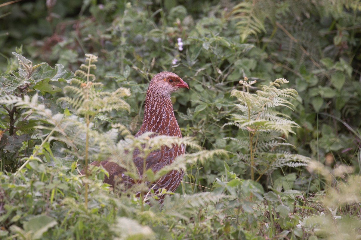 Jackson's Spurfowl - ML623532691
