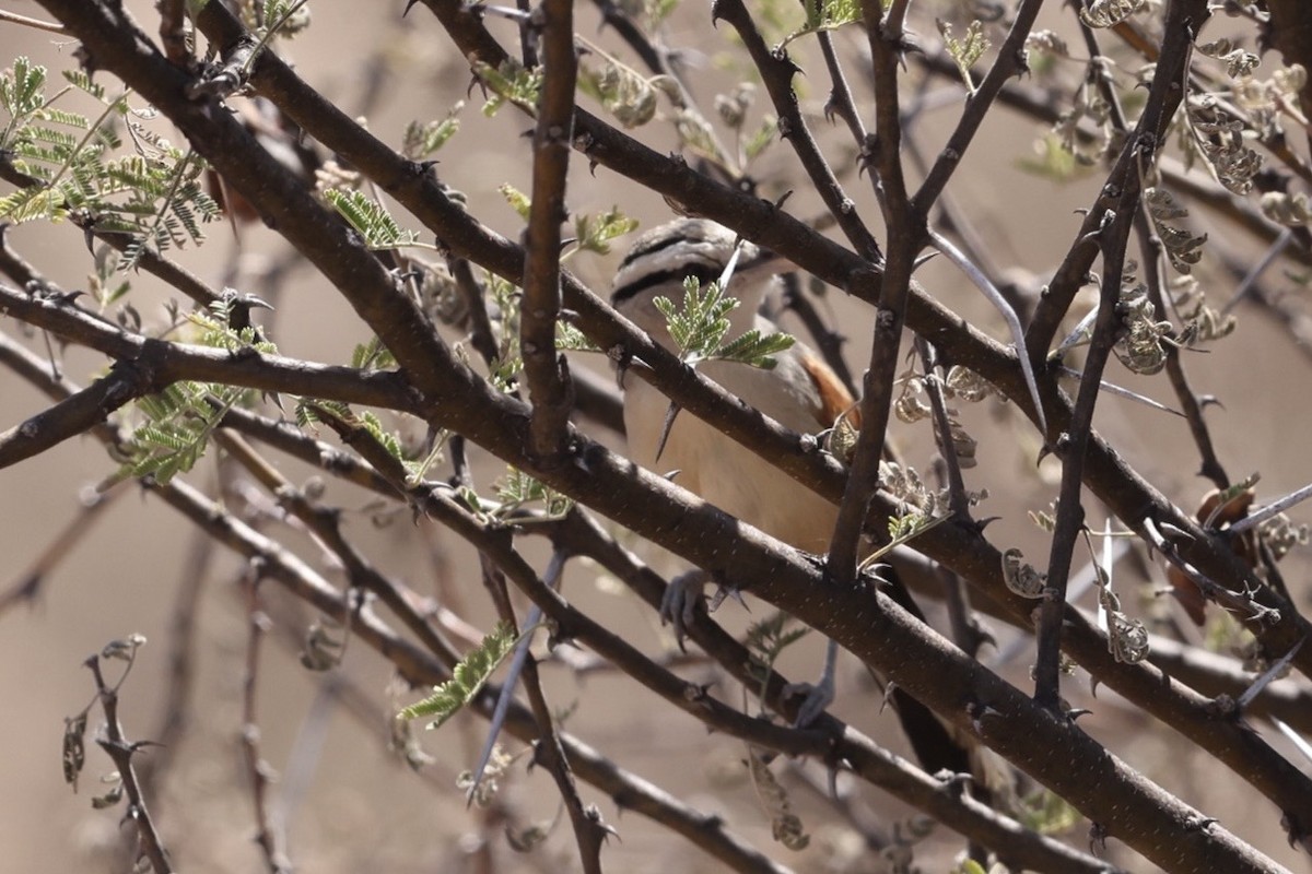 Brown-crowned Tchagra - ML623532693