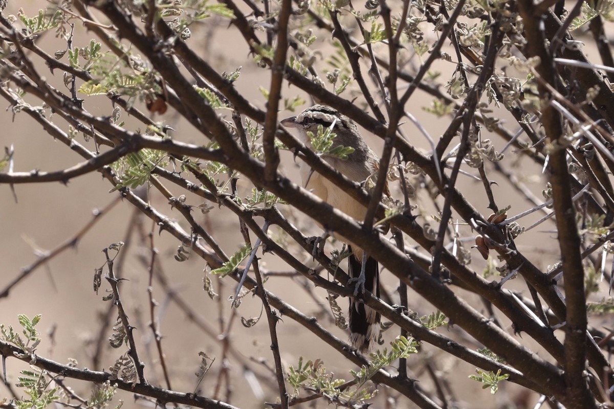 Brown-crowned Tchagra - ML623532694