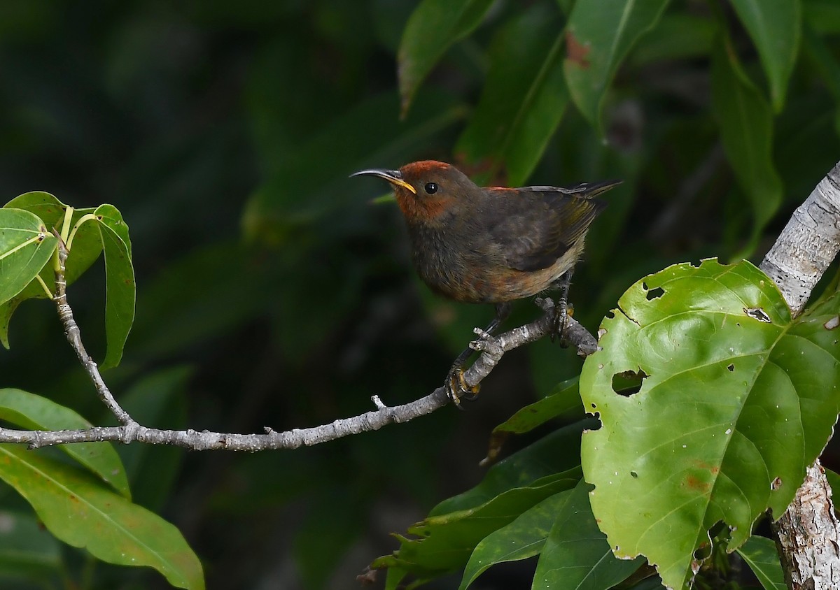 Micronesian Myzomela - ML623532706