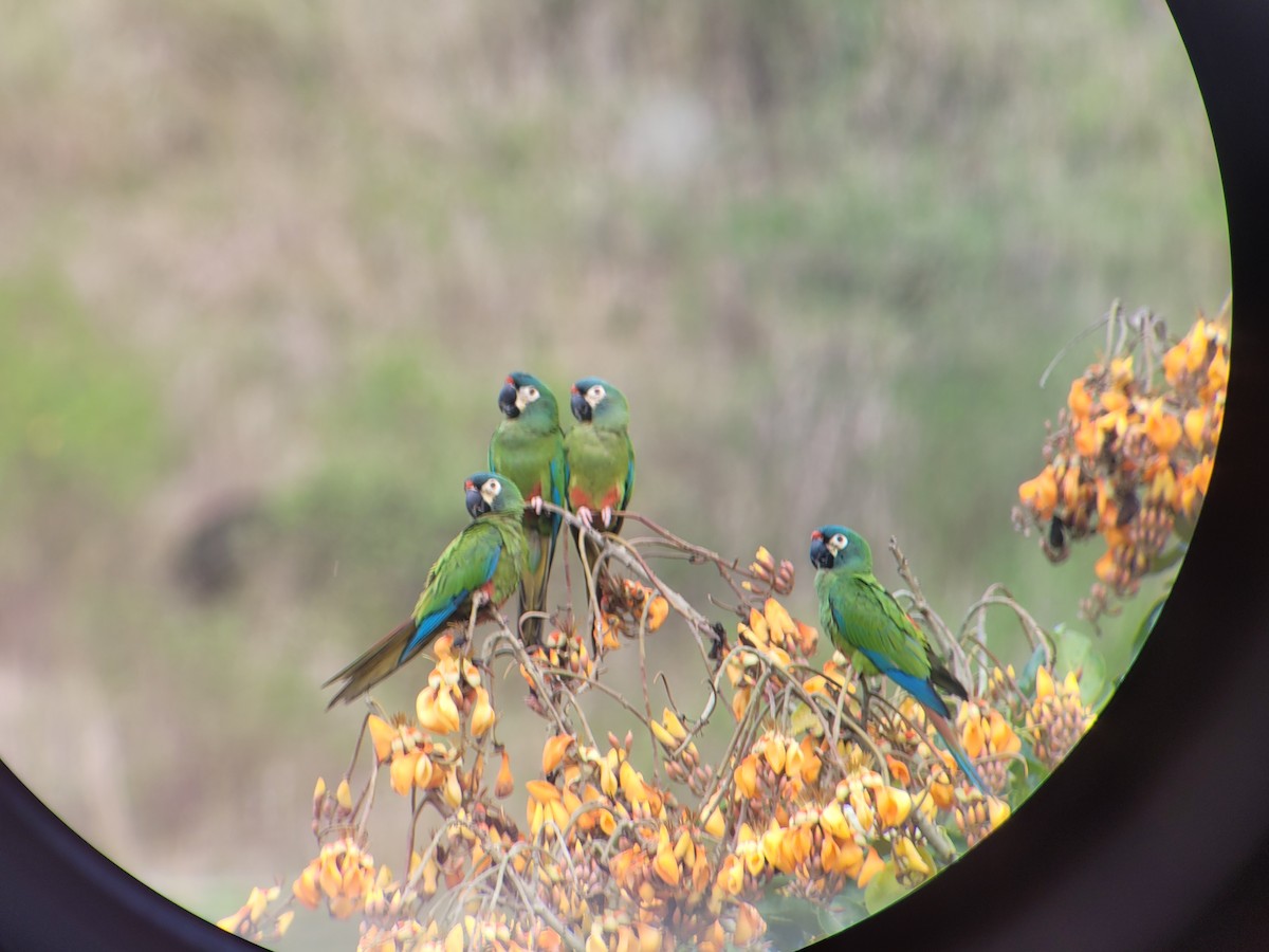 Blue-winged Macaw - ML623532707