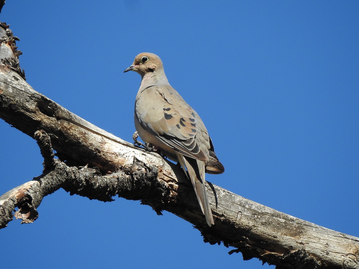 Mourning Dove - ML623532729