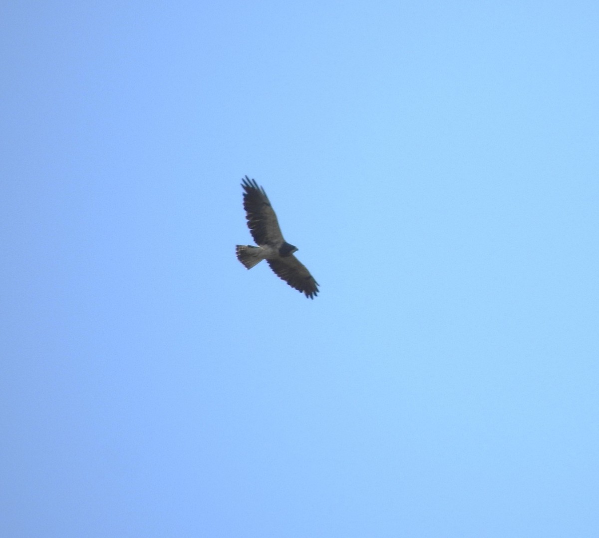 Swainson's Hawk - ML623532740