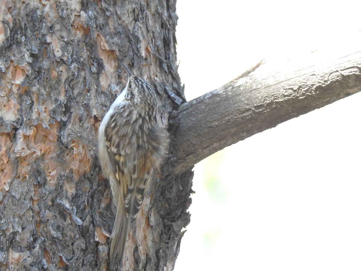 Brown Creeper - ML623532744