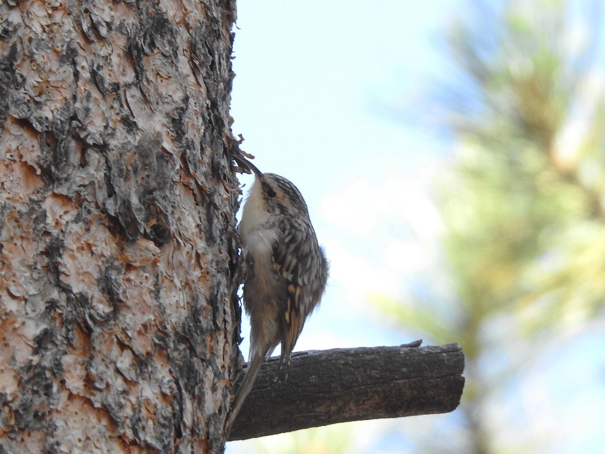 Brown Creeper - ML623532747