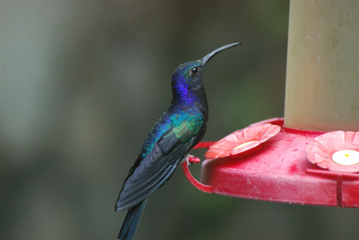 Colibrí Morado - ML623532793