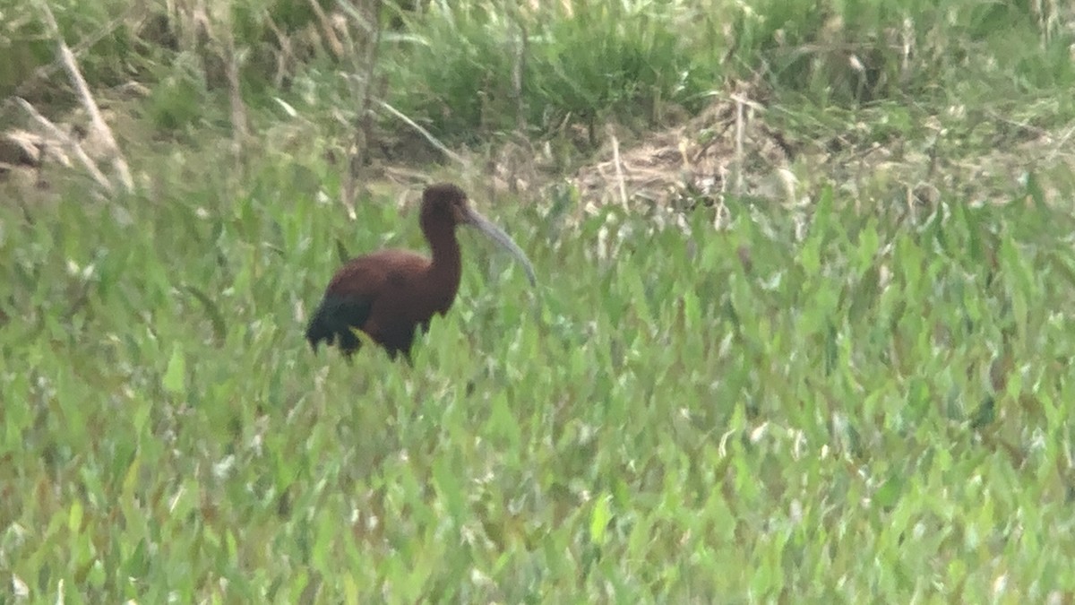 White-faced Ibis - ML623532801