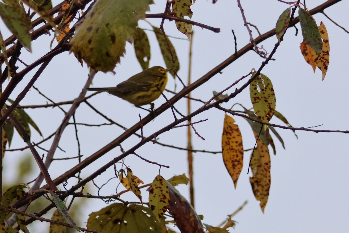 Prairie Warbler - Pete Fenner