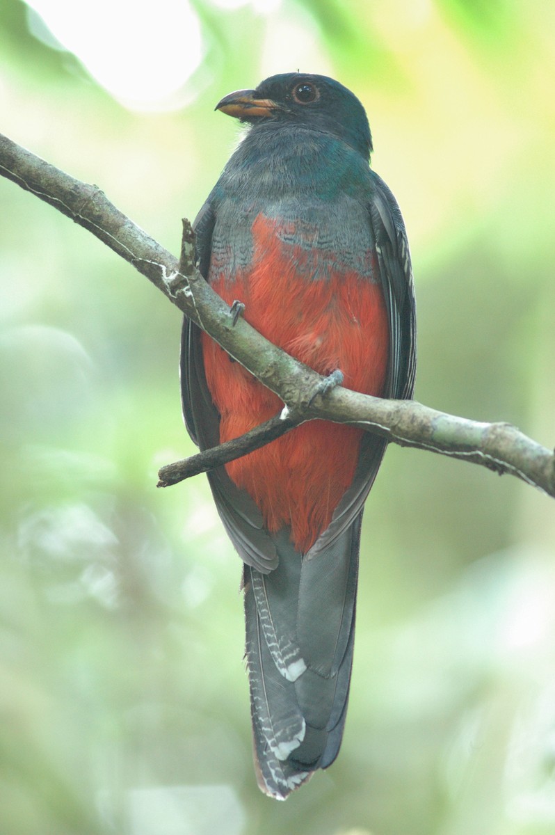 Slaty-tailed Trogon - ML623532819