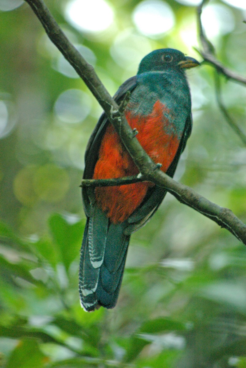 Slaty-tailed Trogon - ML623532820