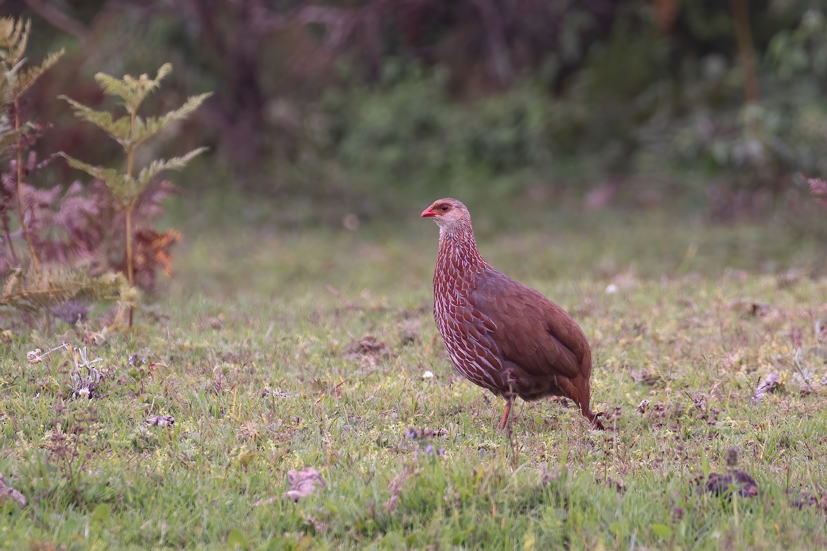 Jackson's Spurfowl - ML623532824