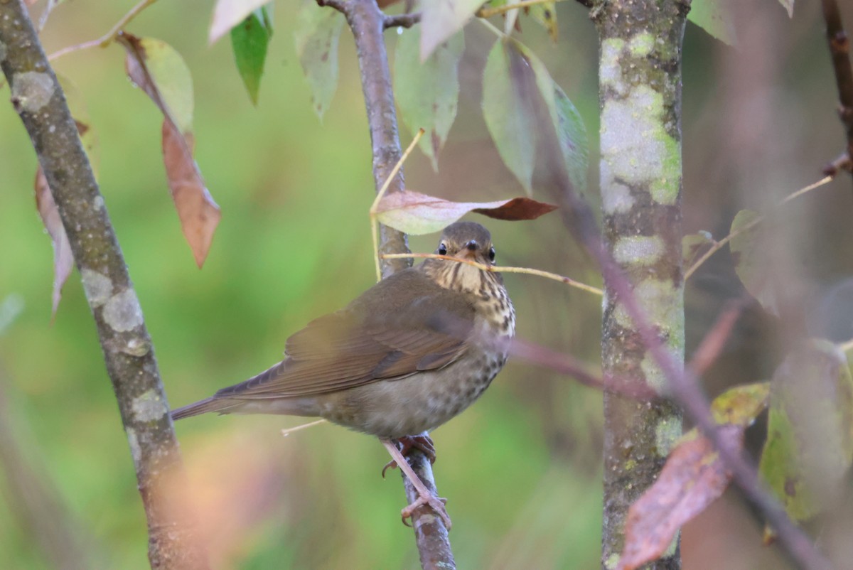 Swainson's Thrush - ML623532828