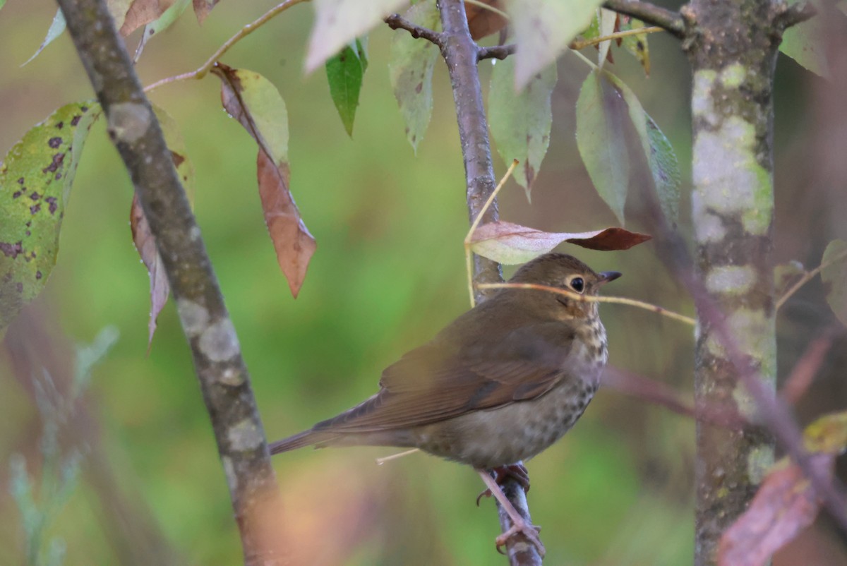 Swainson's Thrush - ML623532829