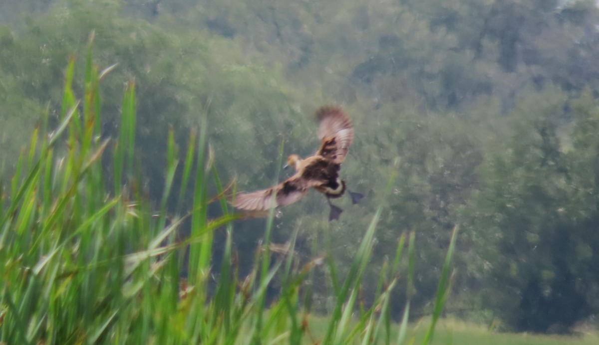 Fulvous Whistling-Duck - ML623532830