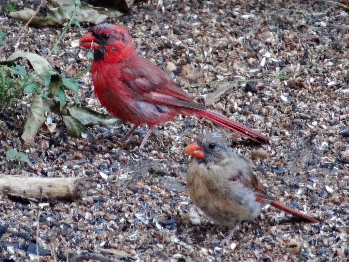 Cardenal Norteño (grupo cardinalis) - ML623532835