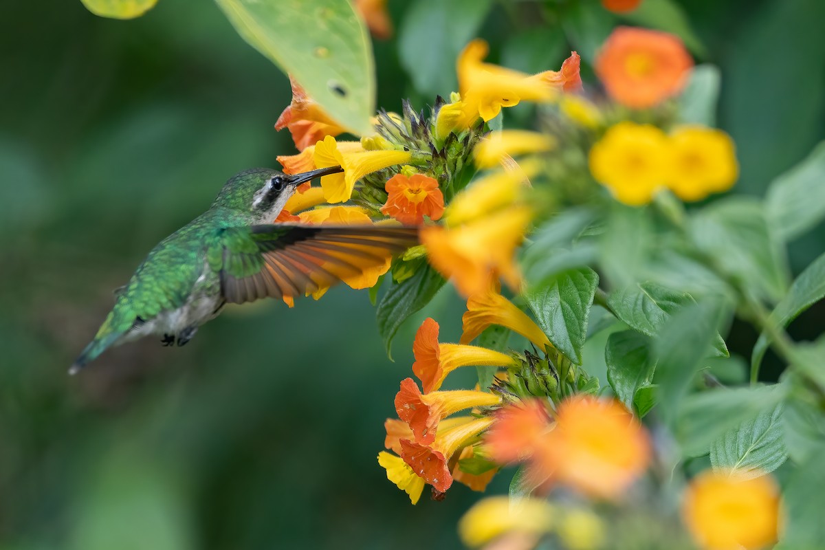 Short-tailed Emerald - ML623532849