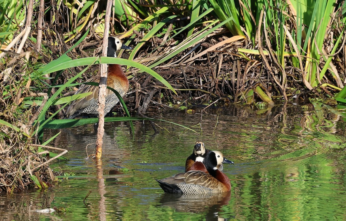 White-faced Whistling-Duck - ML623532918