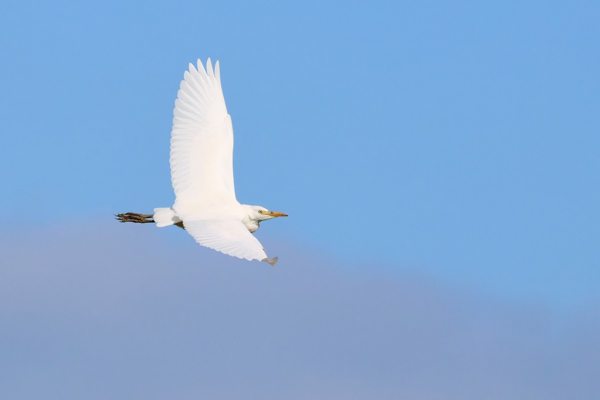 Western Cattle Egret - ML623532929