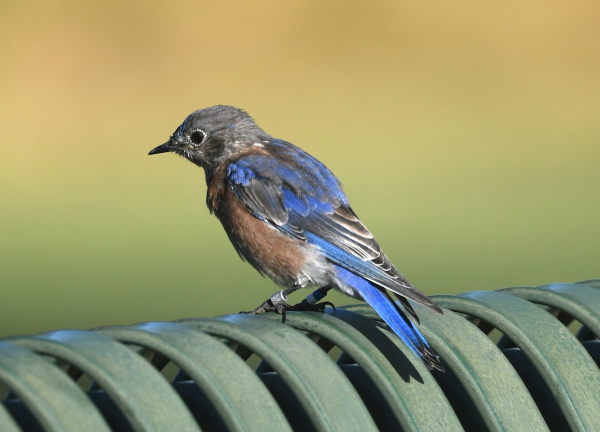 Western Bluebird - ML623532933