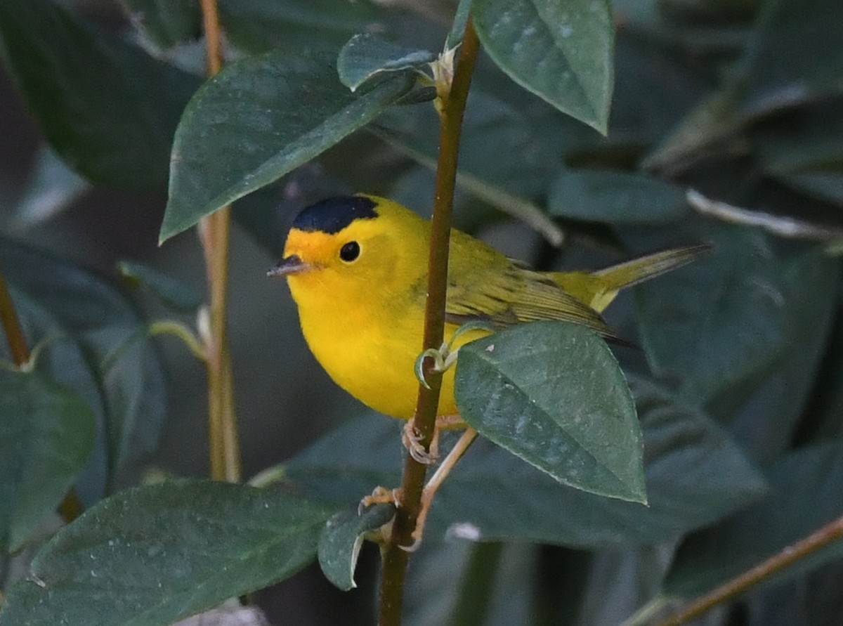 Wilson's Warbler - ML623532945