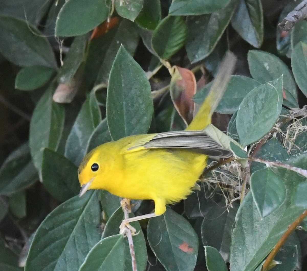 Wilson's Warbler - ML623532946