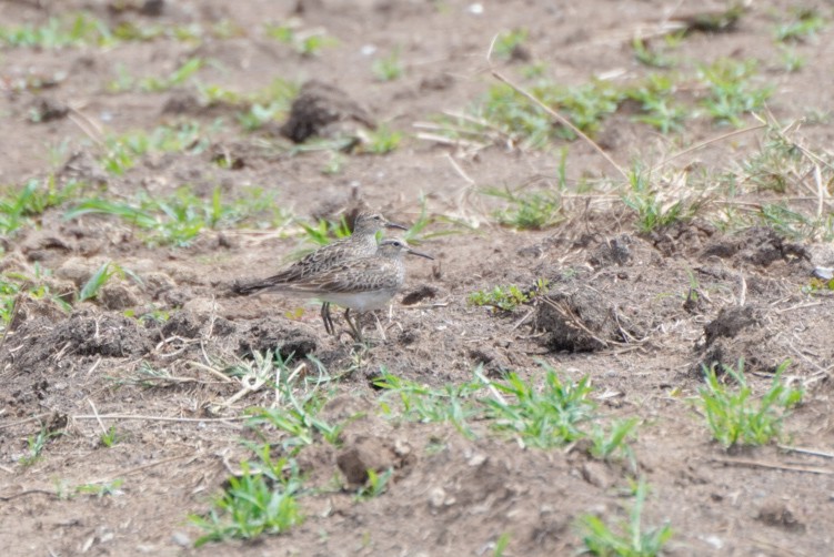 Pectoral Sandpiper - ML623532952