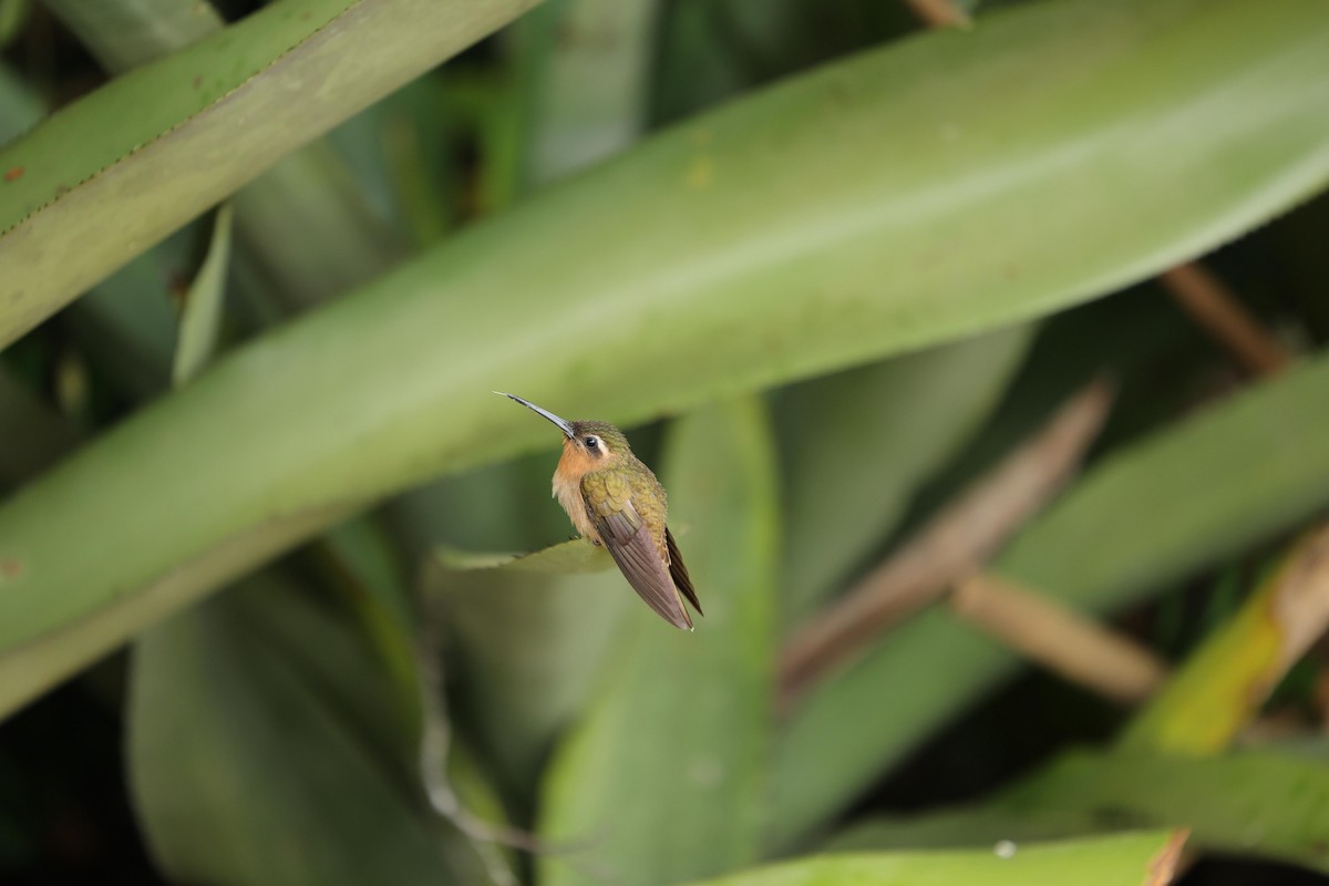 Hook-billed Hermit - ML623533033