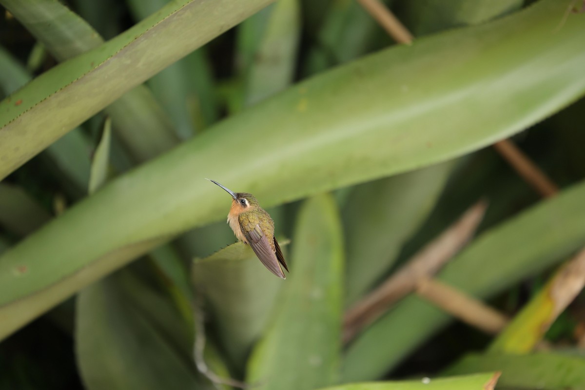 Hook-billed Hermit - Jules Léotard