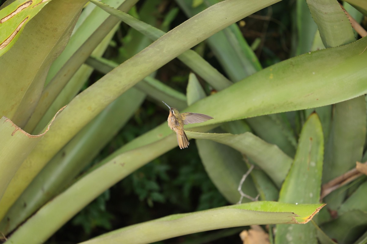 Hook-billed Hermit - ML623533035