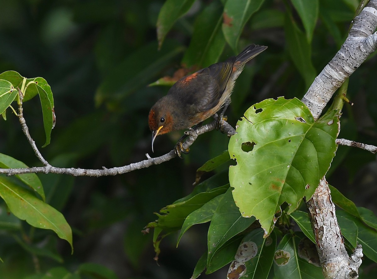 Micronesian Myzomela - ML623533053