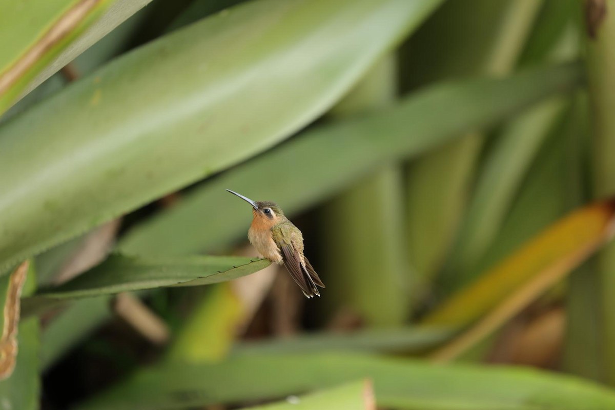 Hook-billed Hermit - ML623533069