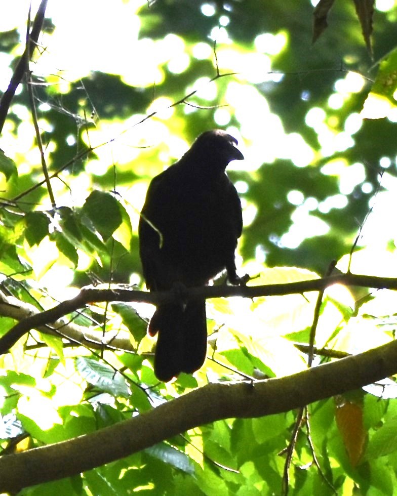 American Crow - ML623533080