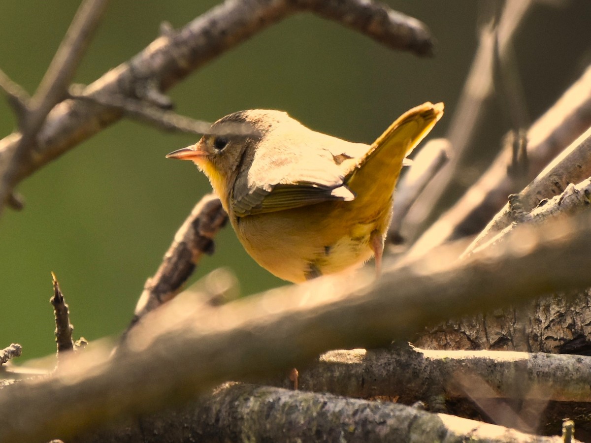 Common Yellowthroat - ML623533102