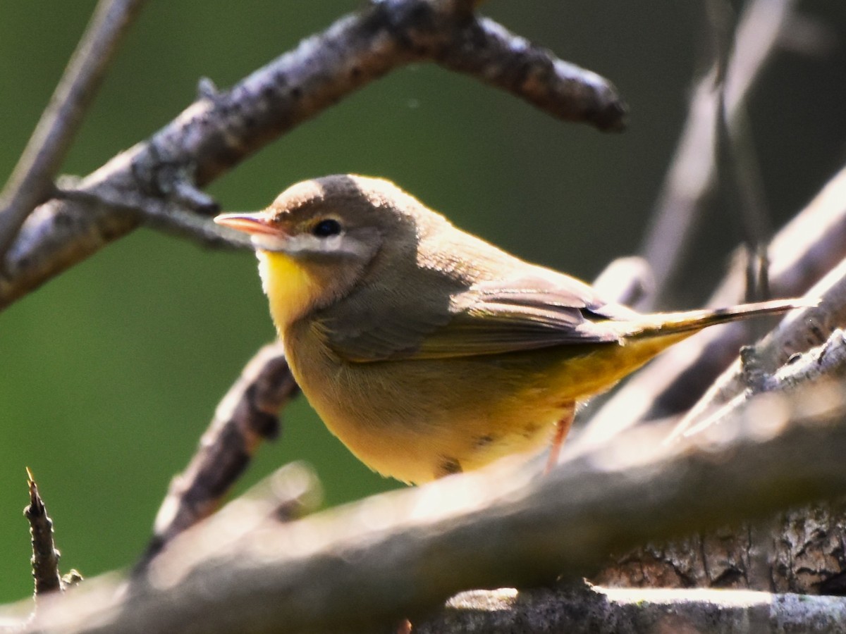 Common Yellowthroat - ML623533103