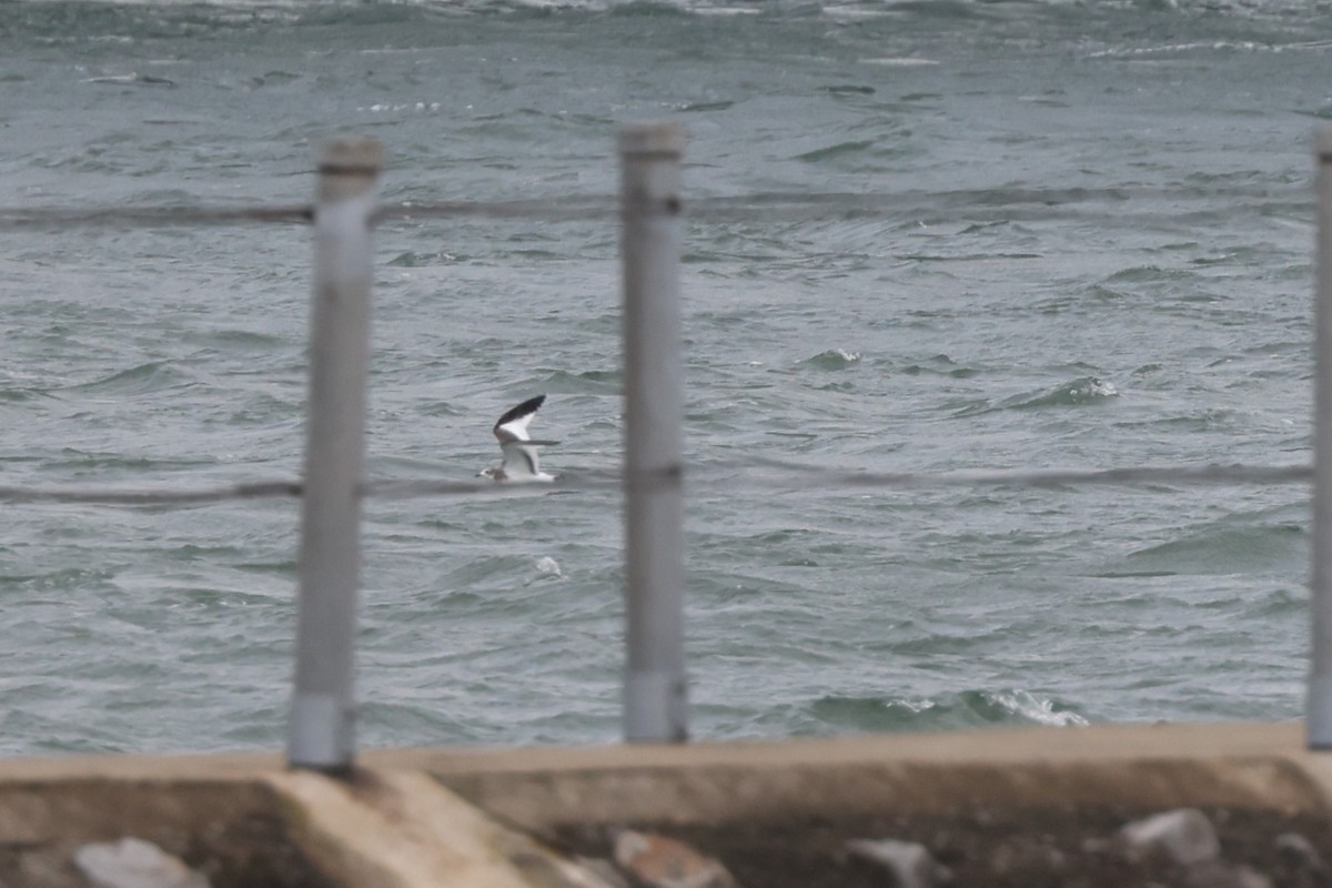 Sabine's Gull - ML623533108