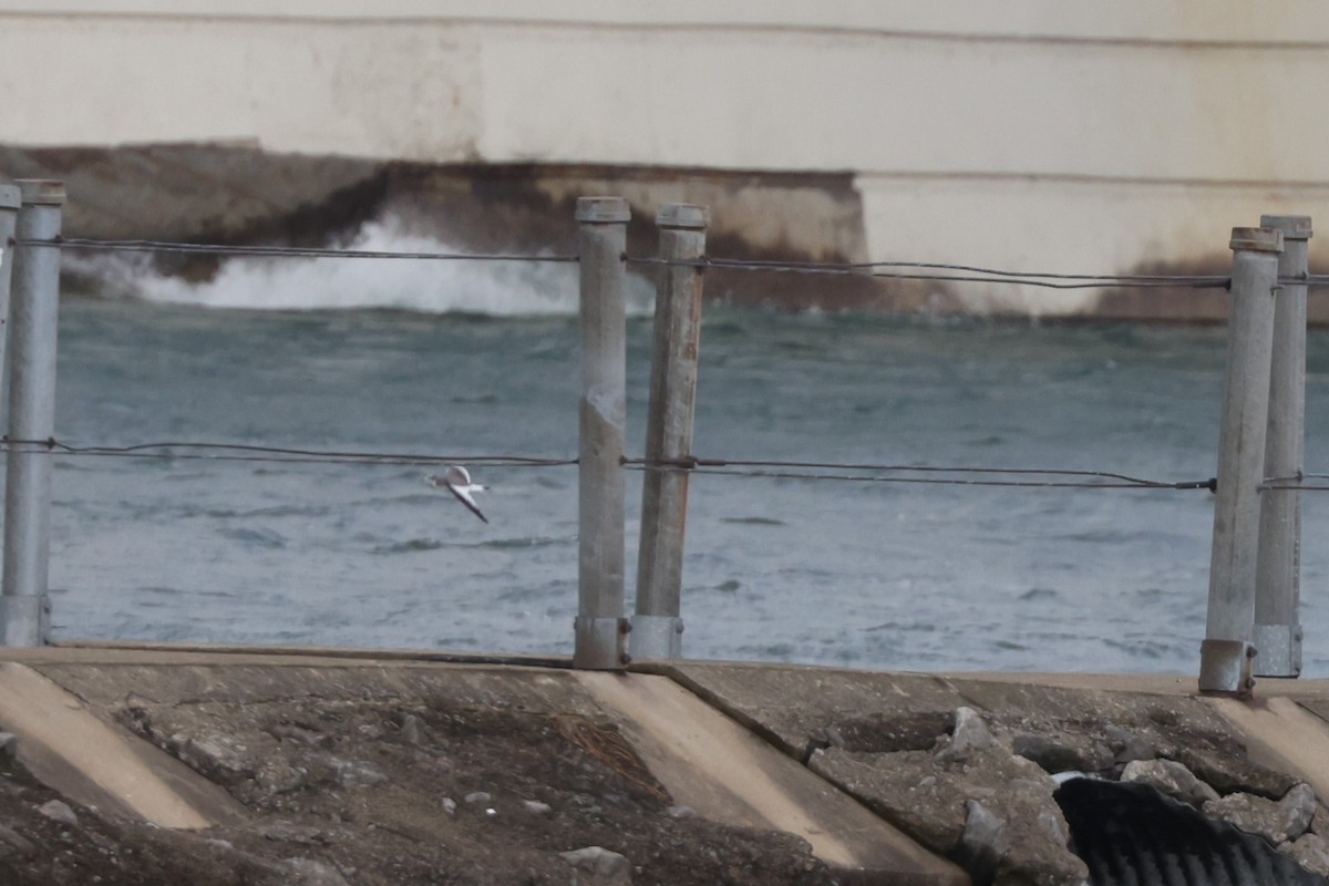 Sabine's Gull - ML623533139