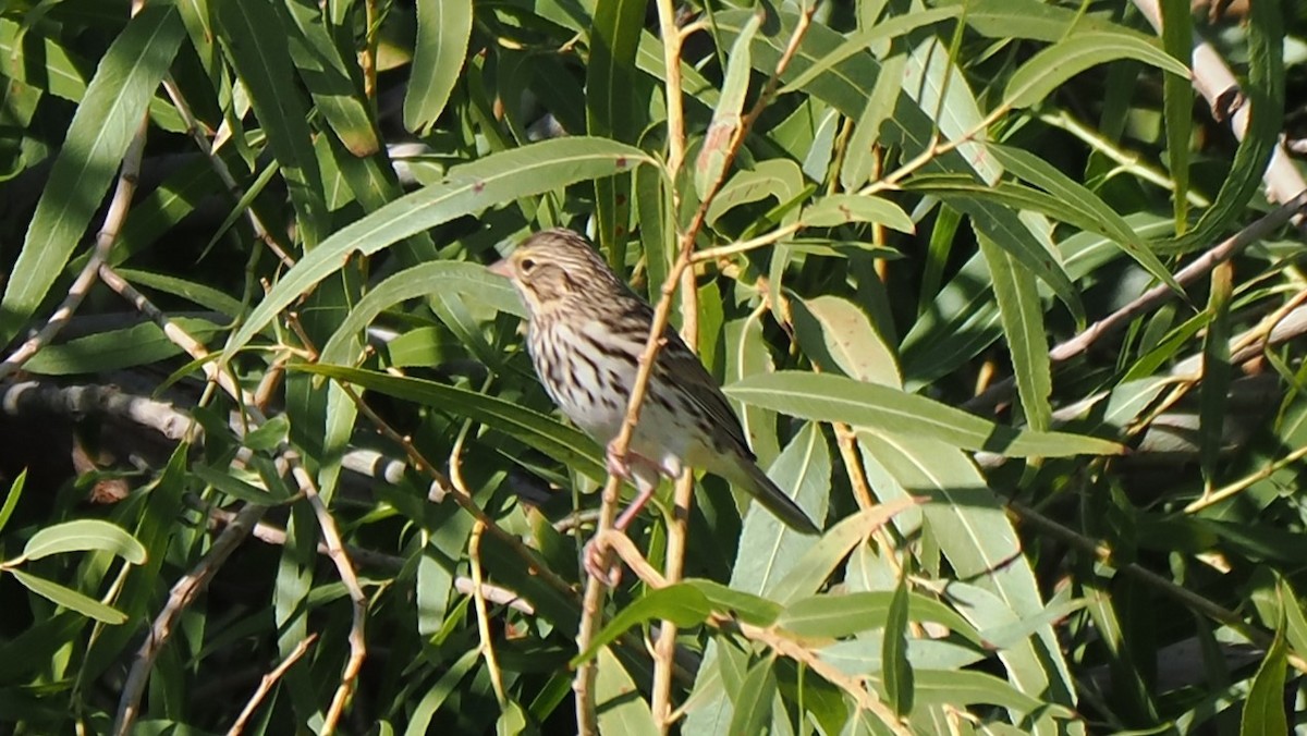 Savannah Sparrow - ML623533147
