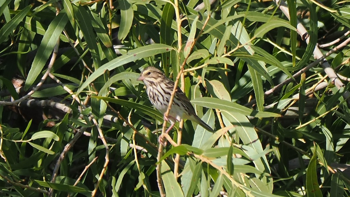 Savannah Sparrow - ML623533148